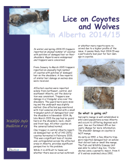 Lice on Coyotes and Wolves in Alberta in 2014/15