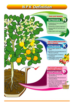 Nitrogen Deficiency in Plants