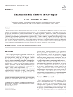 The potential role of muscle in bone repair