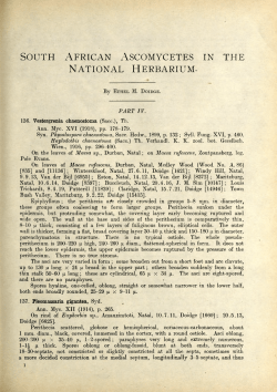 SOUTH AFRICAN ASCOMYCETES IN THE