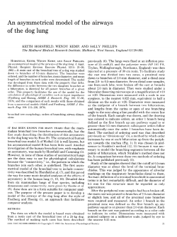 An asymmetrical model of the airways of the dog lung