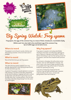 Frog spawn - Nature`s Calendar