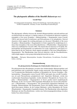 The phylogenetic affinities of the Shoebill (Balaeniceps rex)
