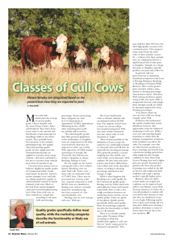 Classes of Cull Cows