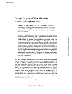 Geotropic Response of Wheat Coleoptiles in Absence of Amyloplast