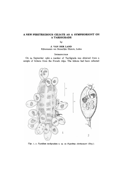 A NEW PERITRICHOUS CILIATE AS A SYMPHORIONT ON A