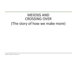 MEIOSIS AND CROSSING OVER (The story of how we make more)