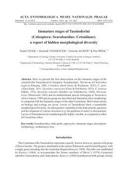 Immature stages of Taenioderini (Coleoptera: Scarabaeidae
