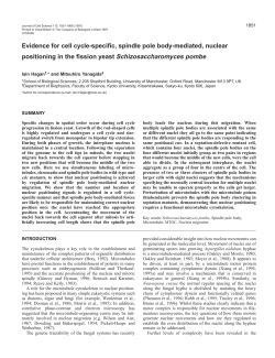 Evidence for cell cycle-specific, spindle pole body