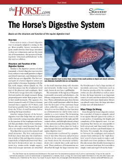 The Horse`s Digestive System