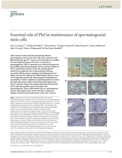 Essential role of Plzf in maintenance of spermatogonial