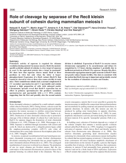 Role of cleavage by separase of the Rec8 kleisin subunit of cohesin