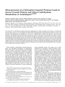 Misexpression of a Chloroplast Aspartyl Protease Leads to Severe