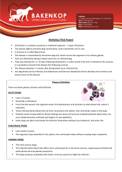 Ehrlichia - Bakenkop Animal Clinic