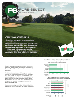 creeping bentgrass creeping bentgrass - Tee-2