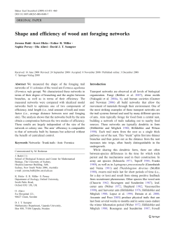 Shape and efficiency of wood ant foraging networks