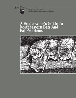 A Homeowner`s Guide To Northeastern Bats And Bat Problems