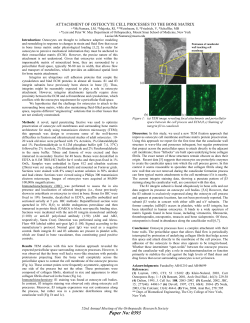 attachment of osteocyte cell processes to the bone matrix