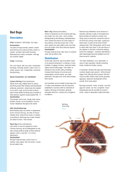 Bed Bugs  277KB