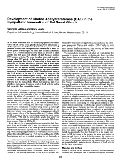 Development of Choline Acetyltransferase (CAT)