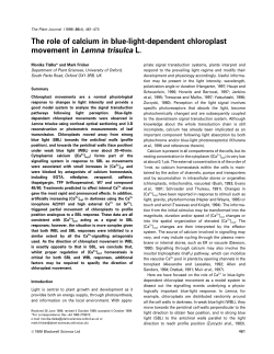 The role of calcium in blue‐light‐dependent chloroplast movement