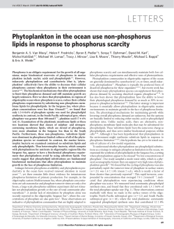 Phytoplankton in the ocean use non-phosphorus lipids in response