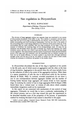 Size regulation in Dictyostelium