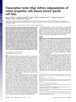 Transcription factor Olig2 de fines subpopulations of
