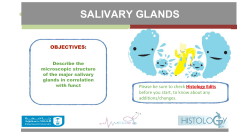 salivary glands