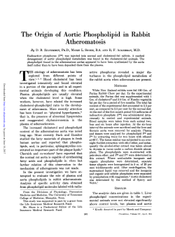The Origin of Aortic Phospholipid in Rabbit