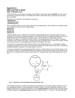 Appendix A DNA and PCR in detail