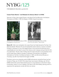 Corpse Flower blooms at NYBG