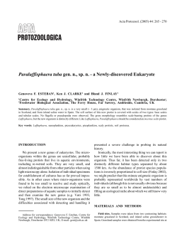 Paraluffisphaera tuba gen. n., sp. n. - a Newly