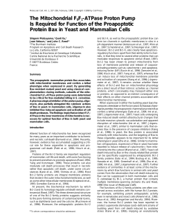The Mitochondrial F0F1-ATPase Proton Pump Is Required for
