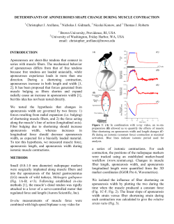 DETERMINANTS OF APONEUROSES SHAPE CHANGE DURING