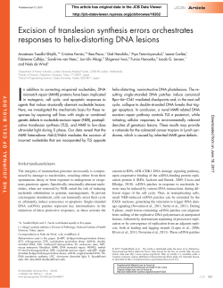 Excision of translesion synthesis errors orchestrates responses to
