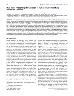 Dual-Mode Phospholipid Regulation of Human Inward