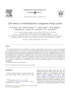 Life history of wild Sumatran orangutans (Pongo abelii)