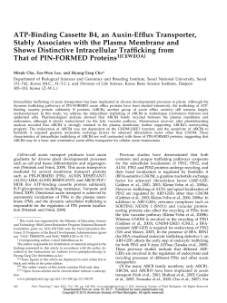 ATP-Binding Cassette B4, an Auxin-Efflux