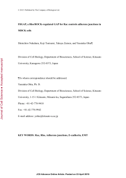 FilGAP, a Rho/ROCK-regulated GAP for Rac controls adherens