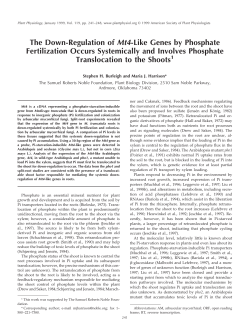 The Down-Regulation of Mt4-Like Genes by Phosphate Fertilization