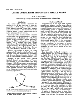 ON THE DORSAL LIGHT RESPONSE IN A MAYFLY NYMPH