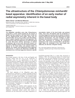 The ultrastructure of the Chlamydomonas reinhardtii basal apparatus