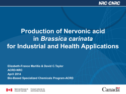 Production of Nervonic acid in Brassica carinata for Industrial and