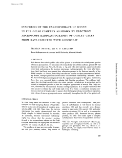 synthesis of the carbohydrate of mucus in the golgi complex as