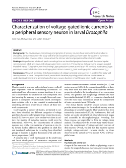 Characterization of voltage-gated ionic currents in a peripheral