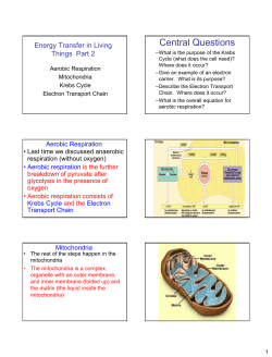 Aerobic Respiration