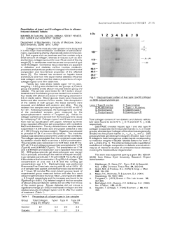 Quantitation of type I and III collagen of liver in alloxan