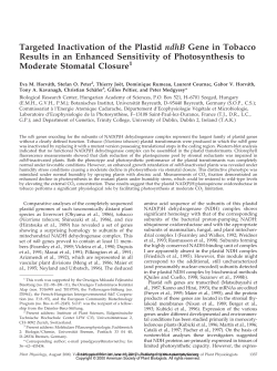 Targeted Inactivation of the Plastid ndhB Gene in