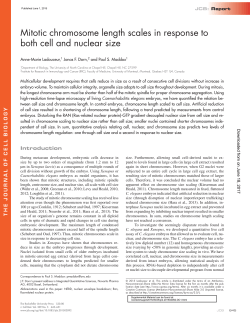 Mitotic chromosome length scales in response to both cell and